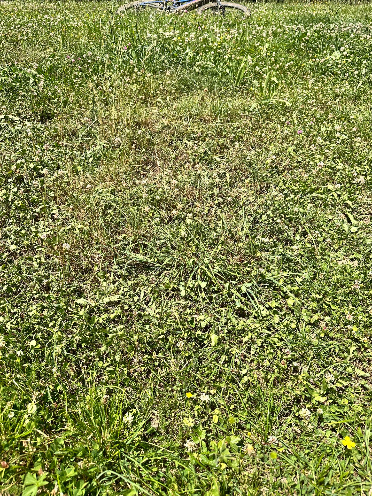 Jura bernois, letzter Regen 15mm am 15. Juni. Jetzt wird es sehr schnell trocken. (Bild: O. Gerber) Gerber_2025-06-25_Trockene-Wiese