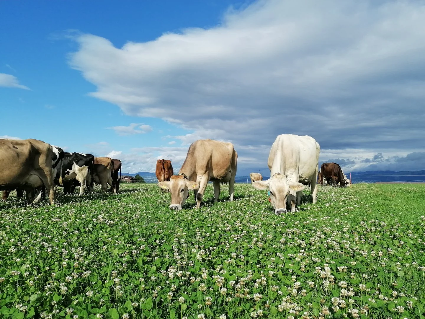 Im Sommer und Herbst neigen viele Bestände dazu, in einen höheren Kleeanteil abzudriften. Regelmässige Stickstoffgaben helfen, den Gräseranteil zu fördern. (Bild: N. Marti) Kuehe-Weissklee_Marti_2025