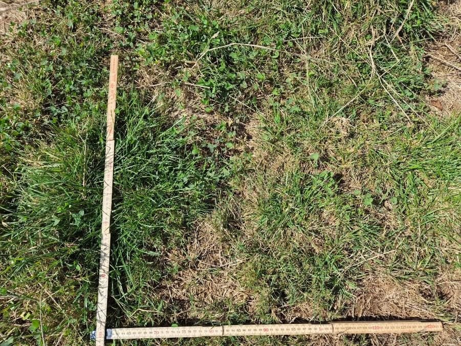 Übernutzte Naturweide: 7 cm, 20 % Lücken, Geilstellen, Gesamteindruck 3 von 6 (Bild: Bohren M.)